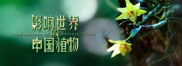 ​影响世界的中国植物--国草•铁皮石斛，是如何长成的？