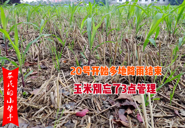 “及时雨”结束，玉米该如何管理？农技专家：一定别忽视了这3点