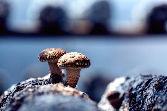 香菇栽培对温度有何要求？温差对香菇生长有何影响？看完就懂了