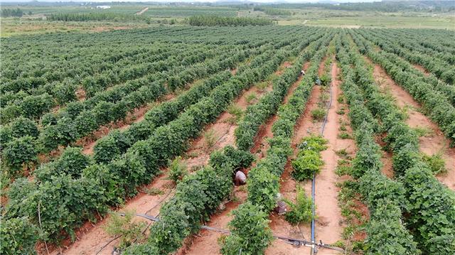 老樵聊三农：葛根高产的种植方法及栽培技术