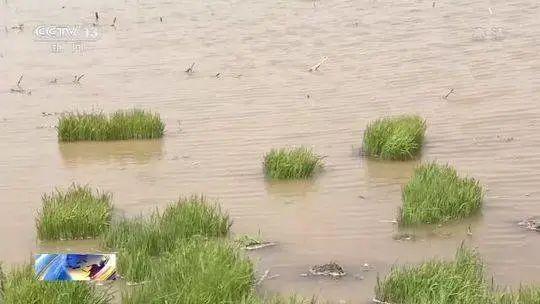 了不起！袁隆平团队在柴达木盆地盐碱地试种“海水稻”