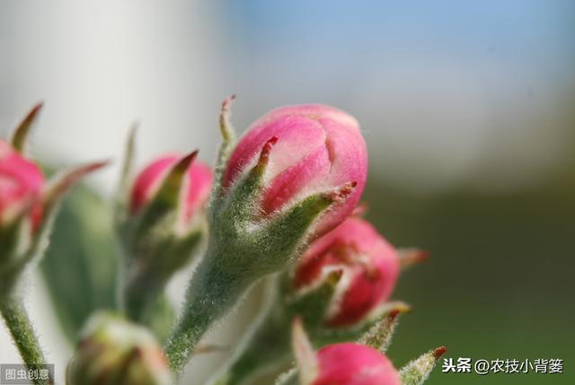 苹果种植要想连年得高产，巧用这六个促花管理方法能实现