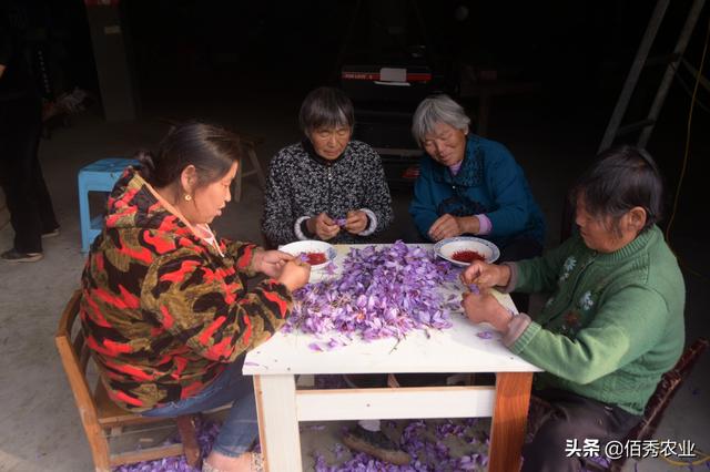 藏红花让很多农民发了大财，今泡沫破灭，种植户损失惨重