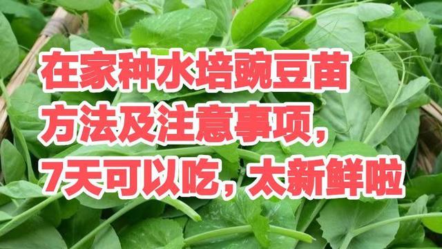 在家种豌豆苗，不用泥土7天可以吃了