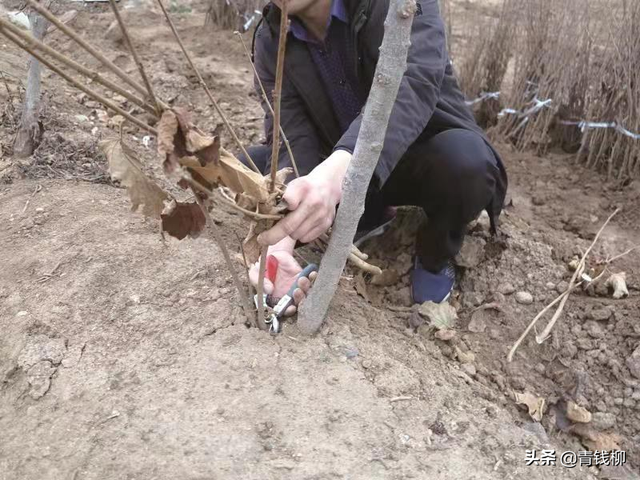 瘠薄山地平欧大果榛子丰产栽培技术探讨