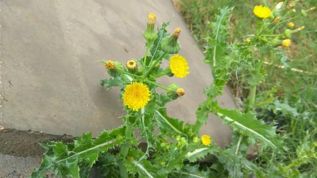 花叶滇苦菜，也叫续断菊，农村田野常见，有啥用处？