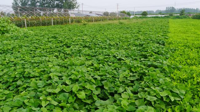 种红薯茎叶旺，薯块小？雨水多时更严重，教你2个种植技巧