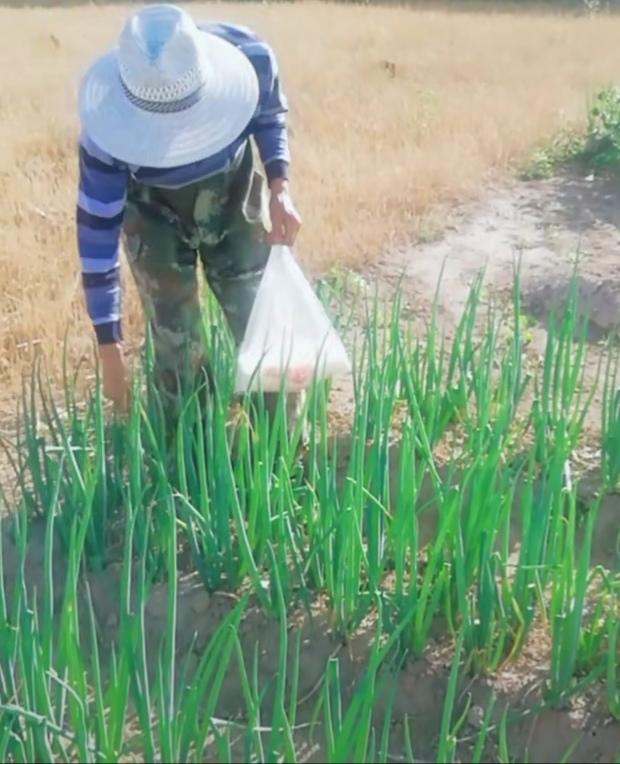 大葱种植生产的二个重要环节，做好这点，葱白长、葱白粗、产量高