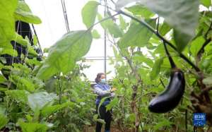 河北蔬菜大棚种植基地(河北井陉：“冬闲不闲”种植大棚瓜果蔬菜助农增收)