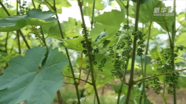 河北邯郸：新技术让葡萄种植充满科技范儿