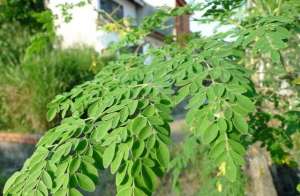 辣木菜种植(养生保健蔬菜介绍，请“辣木”出场~)