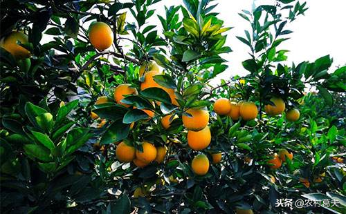 赣州脐橙名天下，赣州有哪些因素适合种脐橙