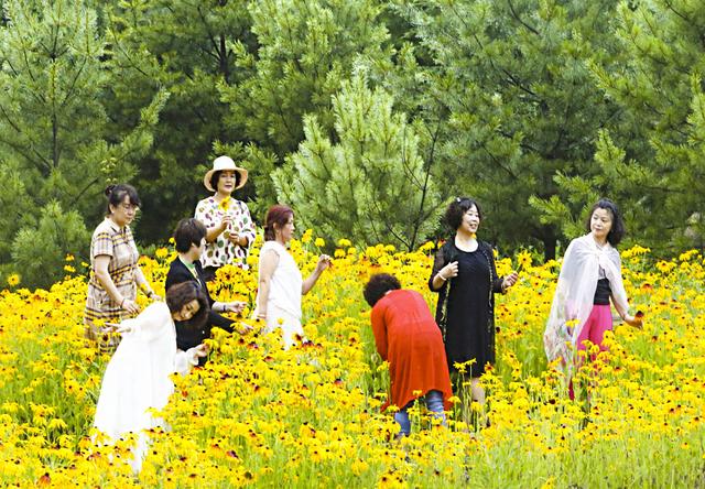 黄金菊花漫山遍野三千亩，它有一个不为人知的名字叫“黑心菊”