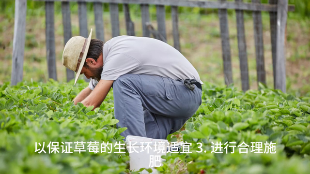 大棚草莓种植需要注意哪些事项？