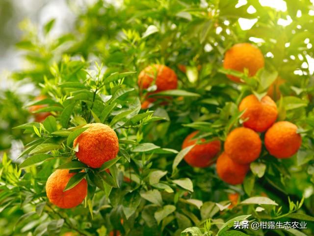 种柑橘，如何做到合理控制成本？