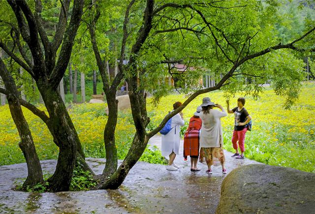 黄金菊花漫山遍野三千亩，它有一个不为人知的名字叫“黑心菊”