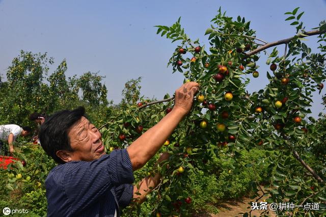 鲜食大枣栽培管理技术