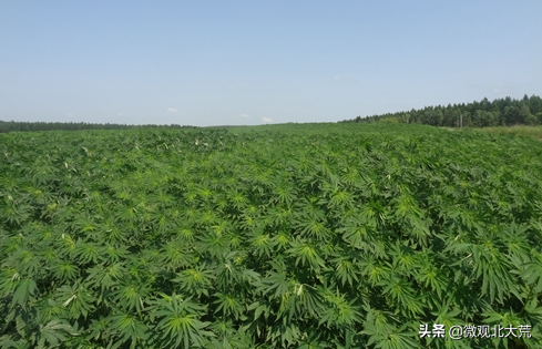 种植汉麻应注意什么