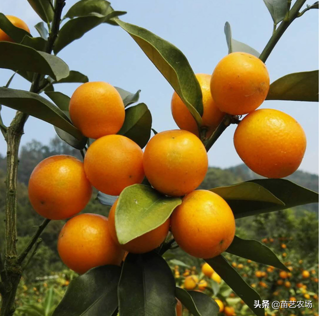 三种适合阳台庭院种植的果树香水柠檬、菲油果、脆皮金桔