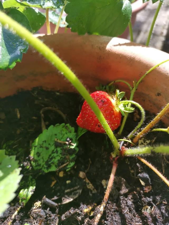 草莓种植新指南，秋季种草莓前了解这几点，种好它可真不难