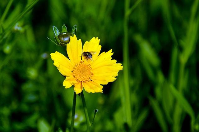 花友一起来抗疫，居家无聊来种花——野菊花