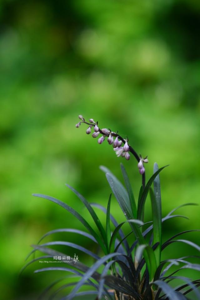 植物笔记：长生不老的仙草到麦冬