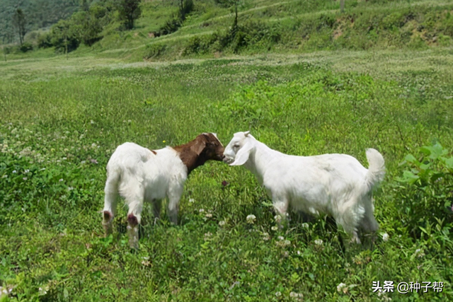 白三叶夏季可以播种吗？进入六月后田间各种杂草，该怎么处理？