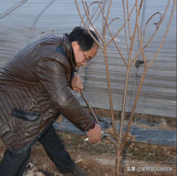 种植大樱桃的你无论折腾什么树形，这些方法学会才能出彩有亮点