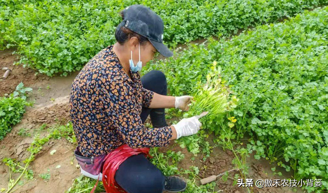 如何才能种出高产优质的香菜？这篇文章手把手教你怎么种植