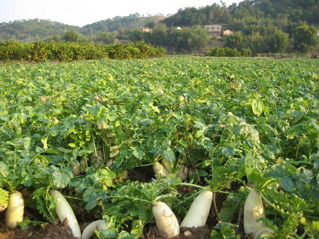 白萝卜最佳种植时间到了！学会这3个技巧，今年冬天吃不完