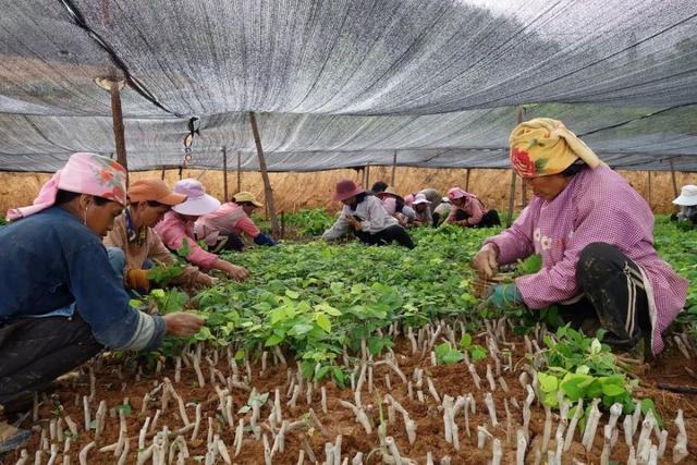 老樵聊三农：葛根高产的种植方法及栽培技术