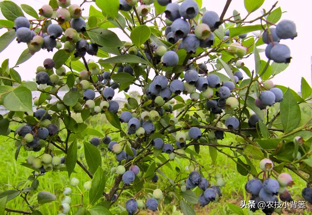 蓝莓一年四季各有哪些生长规律特性？蓝莓春夏秋冬四季如何修剪？