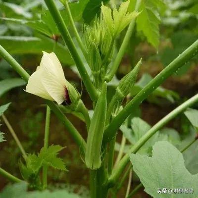 蔬菜之“王”，秋葵种植正当时！