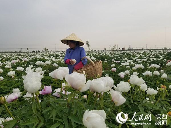 产业园区 生态景区 陕西合阳为沿黄增添“诗情花意”