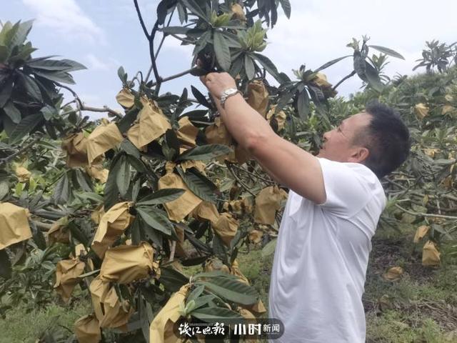 我为家乡水果代言④｜味甜多汁的宁海白枇杷，花也能做成茶，文末有福利哦