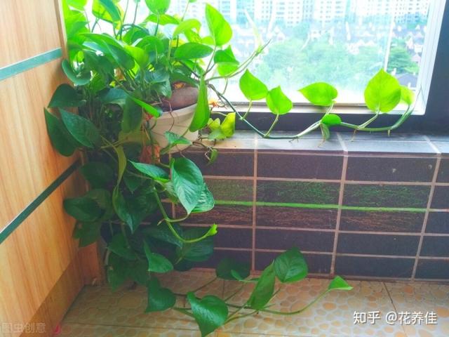 室内绿植的功能及养护小知识