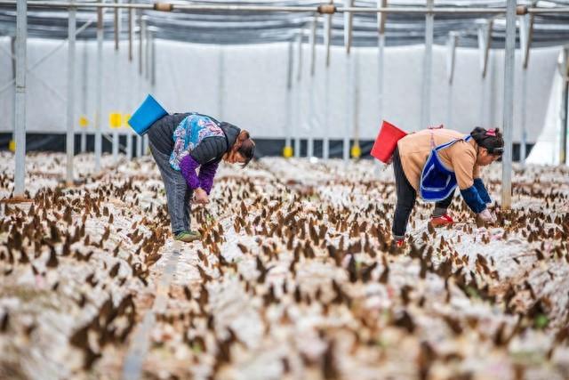 种植水果树也算耕地？土地管理法最新解读来啦！