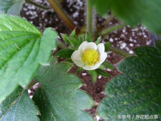 不知道怎么在阳台上种草莓？请收好这篇超详细的草莓种植教程