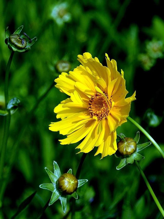 花友一起来抗疫，居家无聊来种花——野菊花