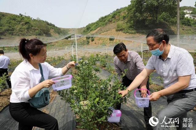 湖北竹山：百亩蓝莓进入采摘季