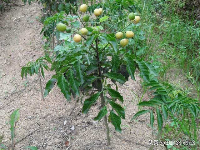 黄皮果高效种植技术及常见病虫害防治方法