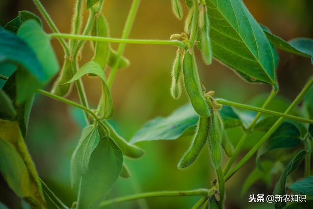 大豆种植技术，及病虫害防治方法，学会了更好地保证大豆的品质