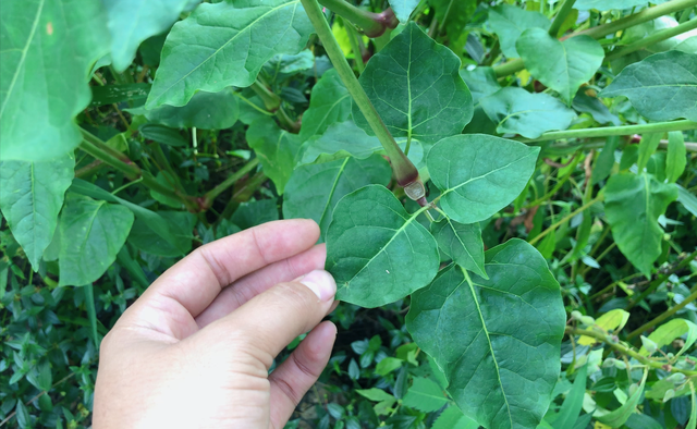 “胭脂花”只当观赏太可惜！叶子和根还有这妙用，快来一起了解下