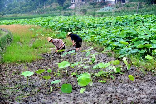 为什么效益低？莲藕栽培：抓住这7项关键细节，可大幅度提高产量