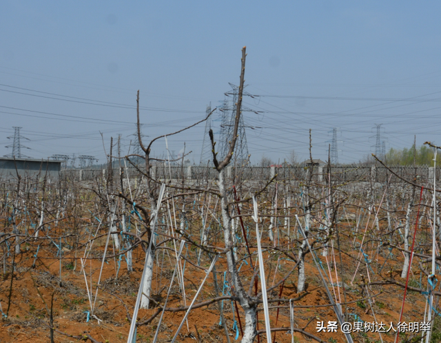 种植大樱桃的你无论折腾什么树形，这些方法学会才能出彩有亮点