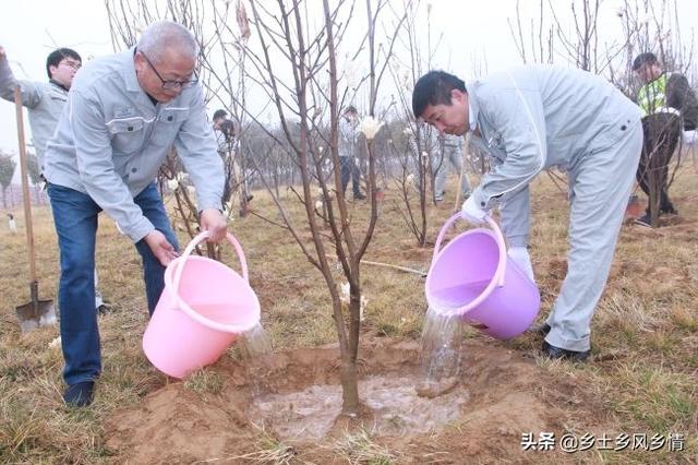 植树时埋土应该怎么做？记住口诀“三二一一”，根根树都能成活