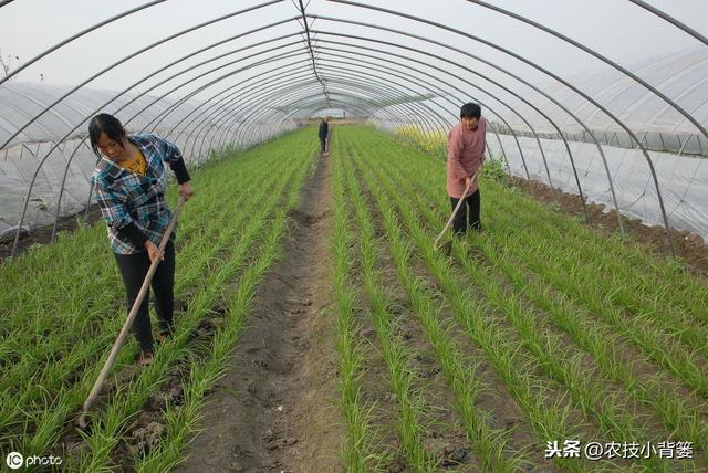 韭菜如何播种管理才能获得更高的产量？