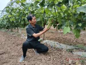 葡萄种植的区位条件(三门峡市陕州区：瞄准“葡萄第一村”  探索致富新路子)