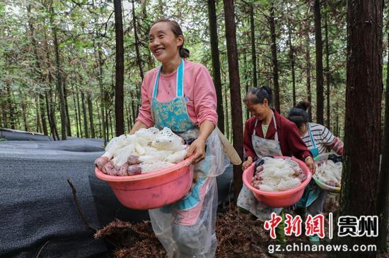 织金：林下竹荪采收忙