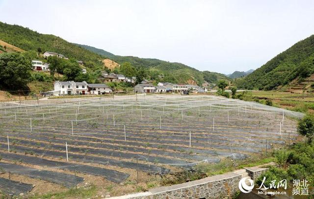 湖北竹山：百亩蓝莓进入采摘季